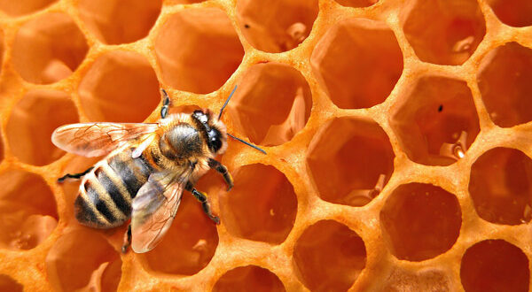 Μέλι-μέλισσα
