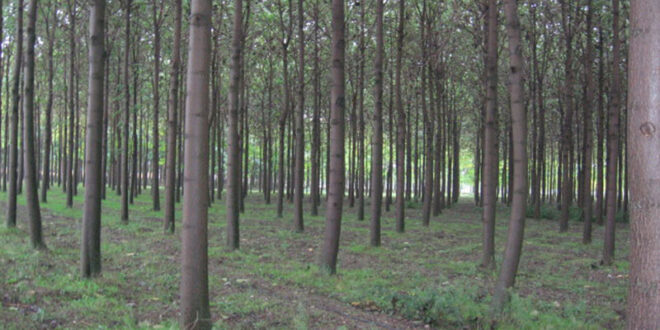 Παυλωνια-δάσος