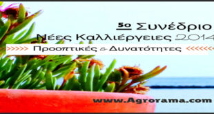 neeskalliergeies1-(2)