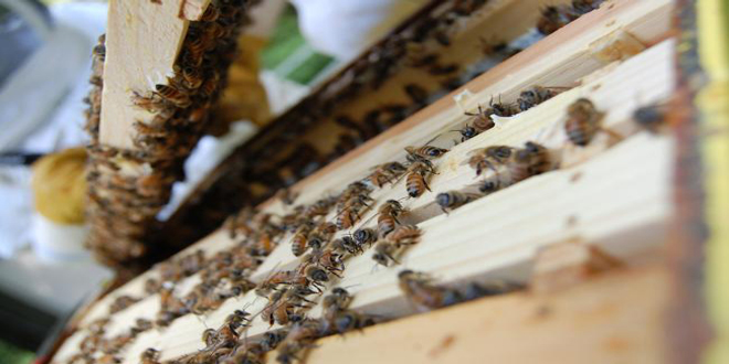 μελισσοκομια