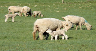 προβατα-κτηνοτροφια
