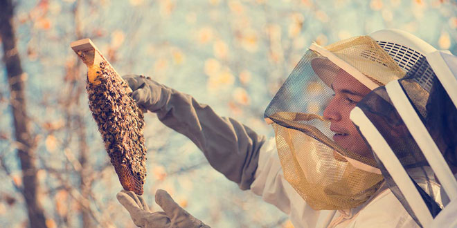 μελισσοκομια