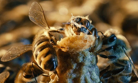 Οι πολυφαινόλες και η αντιοξειδωτική δράση της πρόπολης-Συνέδριο Μελισσοκομίας