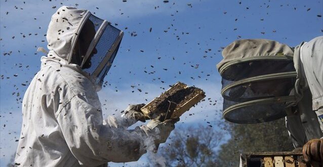 Επαγγελματίες μελισσοκόμοι: Ξεκινούν οι αιτήσεις για τα δωρεάν σεμινάρια του ΕΛΓΟ