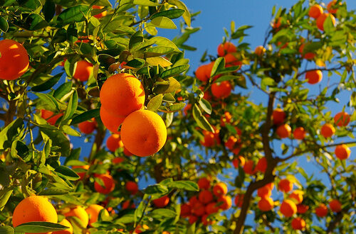Σταθερή η συνδεδεμένη ενίσχυση για τα πορτοκάλια προς χυμοποίηση