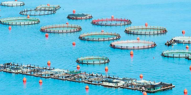 Η θέση των ελληνικών ψαριών ιχθυοκαλλιέργειας στη Γερμανία