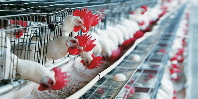 Ισπανία: Πάνω από 130.000 κότες σφαγιάστηκαν λόγω κρούσματος γρίπης των πτηνών