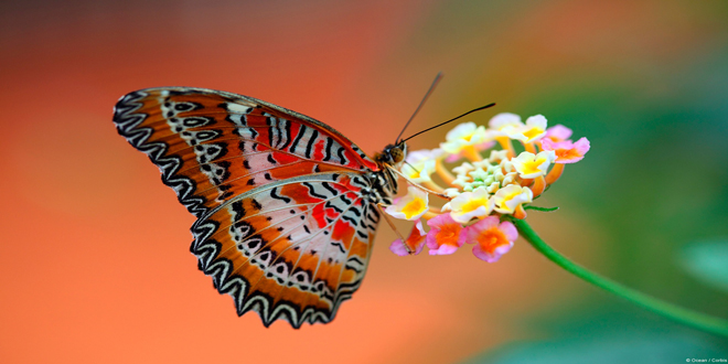 Πεταλούδες: Με εξαφάνιση απειλείται το 5% των ειδών της Μεσογείου
