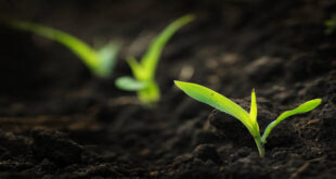 φυτο-βλαστηση