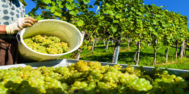 Τρύγος 2019 – Ζίτσα: Αύξηση της τιμής παραγωγού ΠΟΠ οίνου