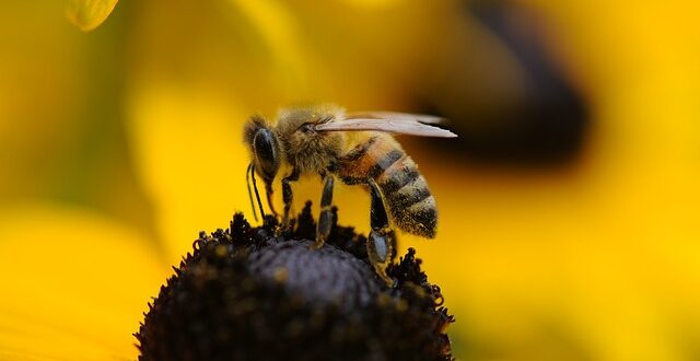 Φυτοφάρμακα: Μείωση του ορίου καταλοίπων με στόχο την προστασία των μελισσών