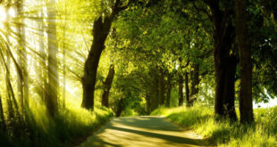 δασος-πρασινο