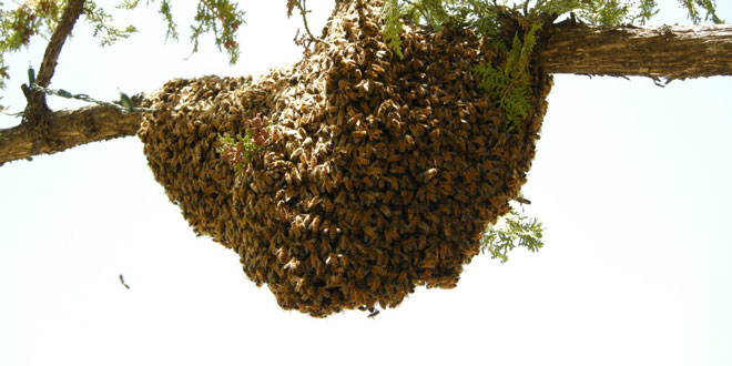 Ίχνη από κερί μελισσών σε αρχαία σκεύη αποκαλύπτουν την ηλικία της μελισσοκομίας