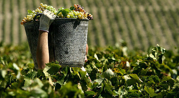 Ιταλία: Ο μεγαλύτερος παραγωγός κρασιού στον κόσμο – Σημαντικές απώλειες στην παραγωγή λόγω των καιρικών συνθηκών