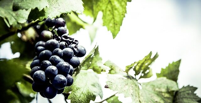 Η φετινή παραγωγή οίνου – Αναλυτικά ανά περιοχή