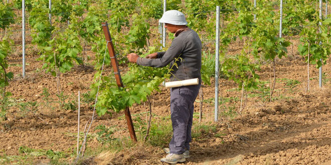 Νέοι γεωργοί: 634 επιπλέον δικαιούχοι στην Περιφέρεια Κεντρικής Μακεδονίας