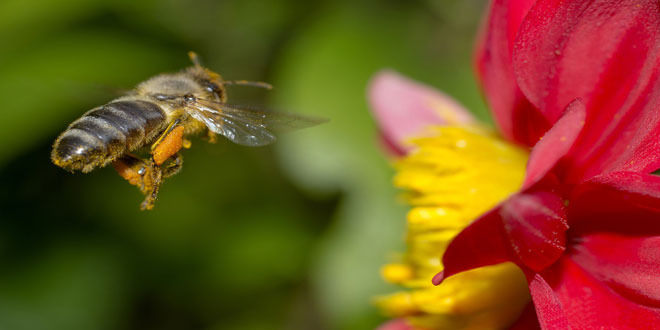 Παγκόσμια Ημέρα Μέλισσας: Γιατί εξαρτόμαστε από την επιβίωσή της