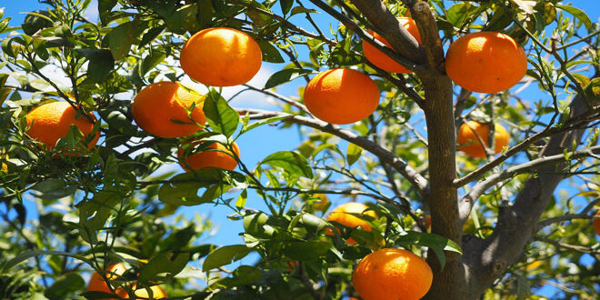 Που οφείλεται το σκάσιμο των καρπών σε πορτοκαλιές και μανταρινιές
