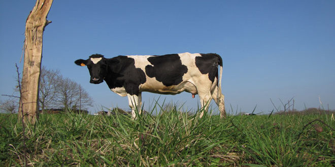 Κρούσμα βρουκέλλωσης σε κτηνοτροφική μονάδα βοοειδών στην Πρέβεζα