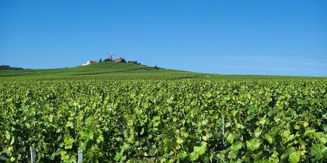 Γαλλία: Πρόβλεψη για αύξηση 27% της παραγωγής οίνου