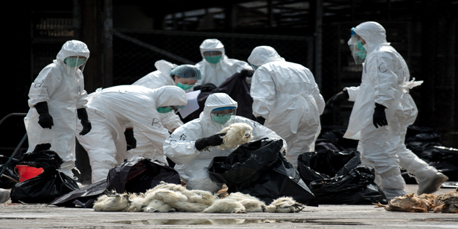 Βουλγαρία: Θανάτωση 12.000 πουλερικών λόγω κρούσματος γρίπης Η5