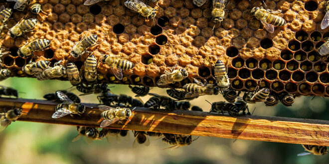 Βιολογική Γεωργία – Μέτρο 11: Οι ενταγμένοι μελισσοκόμοι