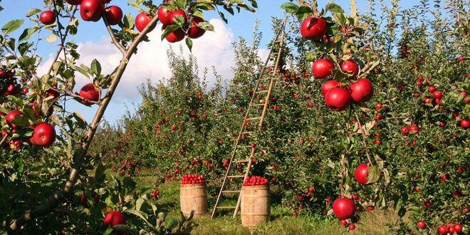 Νέα συνδεδεμένη ενίσχυση για την καλλιέργεια μήλων – Προσοχή στην υποβολή της Ε.Α.Ε.