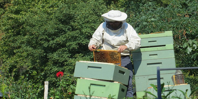 Μελισσοκομικό Πρόγραμμα: Νέες Δράσεις και διπλασιασμός του προϋπολογισμού