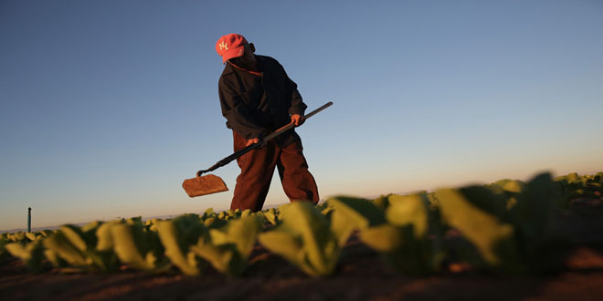 Τα δικαιολογητικά για την παράταση της προσωρινής απασχόλησης των εργατών γης