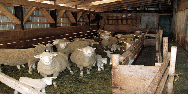 Κτηνοτροφικές εγκαταστάσεις: Αιτήσεις για Προσωρινή Άδεια Διατήρησης έως τις 4 Δεκεμβρίου