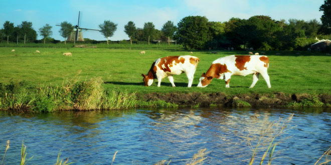 Ολλανδία: 1,7 εκατ. αγελάδες γαλακτοπαραγωγής σε 17.890 αγροκτήματα