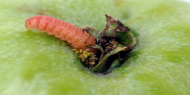 Καρπόκαψα – Μηλιά: Το πιο διαδεδομένο καρποφάγο έντομο των μηλοειδών