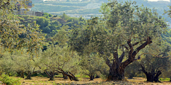 Webinar: «Βιοποικιλότητα & Ελαιοκαλλιέργεια»