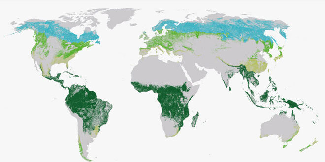 Όλο και λιγότερες οι δασικές εκτάσεις παγκοσμίως