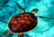 χελωνα-θαλασσα-φυση