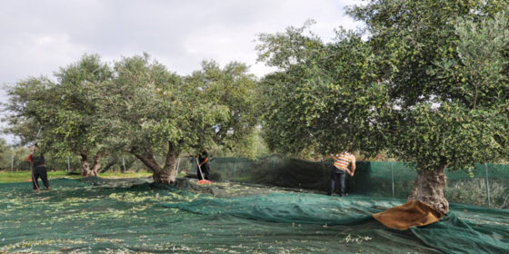 Οικολογικό Σχήμα Βιολογικής Γεωργίας / Κτηνοτροφίας: Οι προϋποθέσεις και τα απαραίτητα έγγραφα